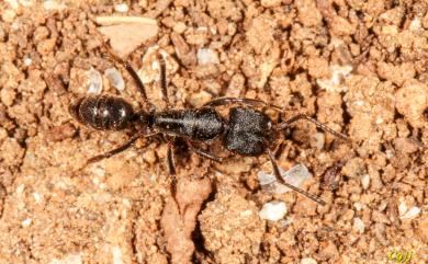 Odontoponera 齒針蟻屬