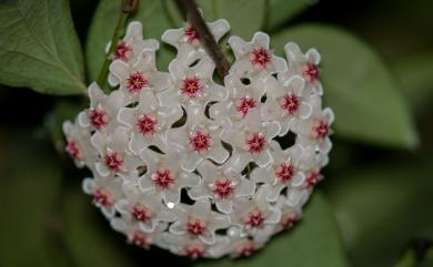 Hoya carnosa (L. f.) R. Br. 毬蘭