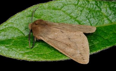 Spilosoma fumida Wileman, 1910