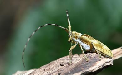 Acalolepta vitalisi (Pic, 1925) 金絲絨毛天牛