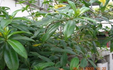 Allamanda cathartica L. 軟枝黃蟬