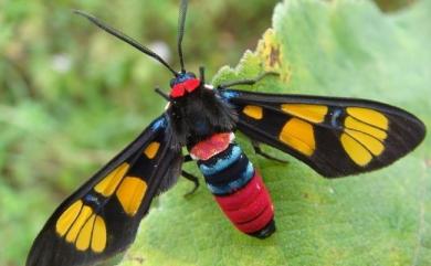 Euchromia elegantissima Wallengren, 1861 豐采鹿蛾