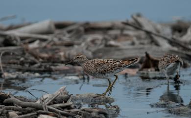 Calidris acuminata (Horsfield, 1821) 尖尾濱鷸