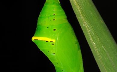 Stichophthalma howqua formosana Fruhstorfer, 1908 箭環蝶