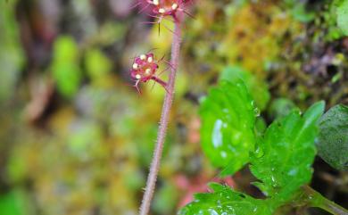 Mitella formosana (Hayata) Masam. 臺灣嗩吶草