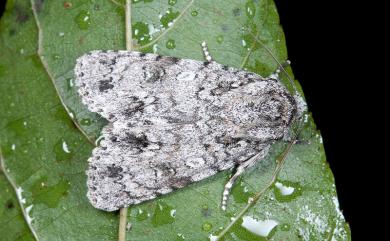 Acronicta pruinosa (Guenee, 1852) 胡頹子劍紋夜蛾