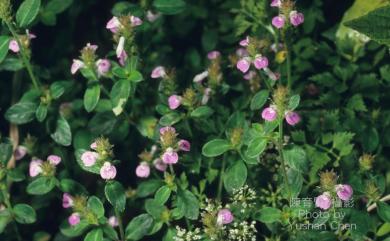 Justicia procumbens var. procumbens 爵床