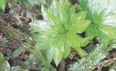 Rhodobryum giganteum (Schwaegr.) Paris, 1898 暖地大葉苔