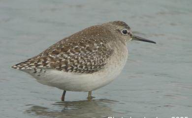 Tringa glareola Linnaeus, 1758 鷹斑鷸