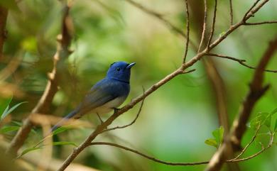 Hypothymis azurea oberholseri Stressmann, 1913 黑枕藍鶲(台灣亞種)