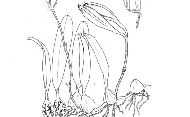 Bulbophyllum omerandrum 毛藥捲瓣蘭