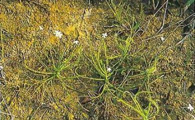 Drosera indica 長葉茅膏菜