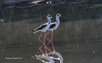 Himantopus himantopus (Linnaeus, 1758) 高蹺鴴