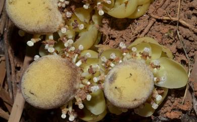 Balanophora fungosa J.R.Forst. & G.Forst. 粗穗蛇菰