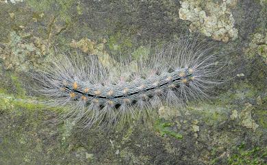 Chrysaeglia magnifica Walker, 1862 閃光苔蛾