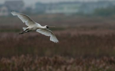 Platalea minor Temminck & Schlegel, 1849 黑面琵鷺