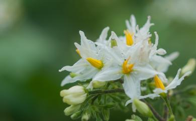 Solanum torvum Sw. 萬桃花