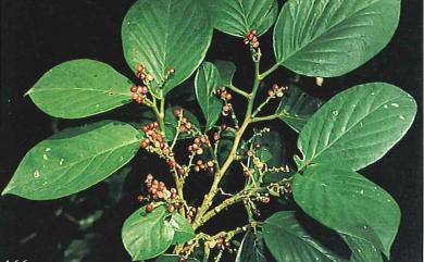 Antidesma montanum Blume 枯里珍