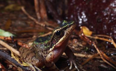 Odorrana swinhoana (Boulenger, 1903) 斯文豪氏赤蛙