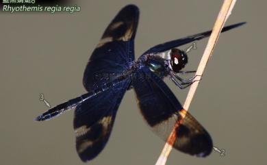 Rhyothemis regia regia (Brauer, 1867) 藍黑蜻蜓