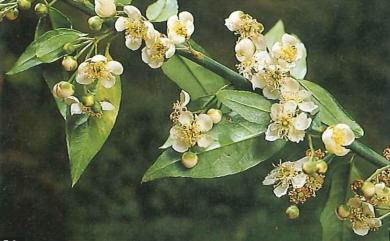 Prinsepia scandens 假皂莢