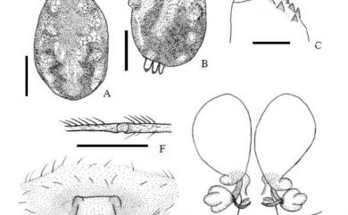 Leucauge argentina (Hasselt, 1882) 雪銀腹蛛