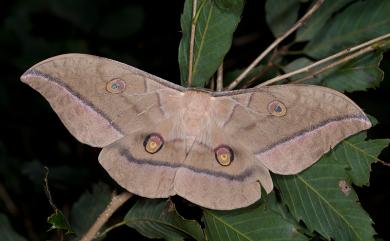 Antheraea superba Inoue, 1964 大透目天蠶蛾