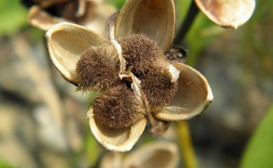 Ipomoea pes-caprae subsp. brasiliensis 馬鞍藤