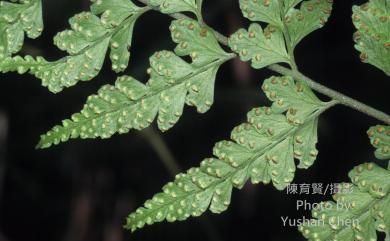 Microlepia obtusiloba Hayata 團羽鱗蓋蕨