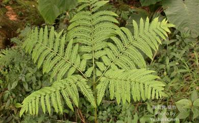 Pteris wallichiana C.Agardh 瓦氏鳳尾蕨