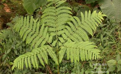 Pteris wallichiana 瓦氏鳳尾蕨