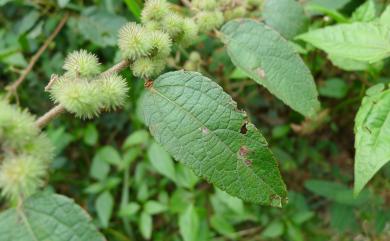 Triumfetta tomentosa 臭垂桉草