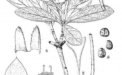 Rhaphiolepis indica var. umbellata 厚葉石斑木