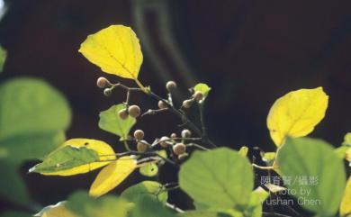 Cordia dichotoma 破布子