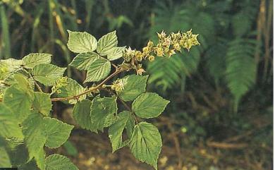 Rubus × parvifraxinifolius Hayata 小梣葉懸鉤子