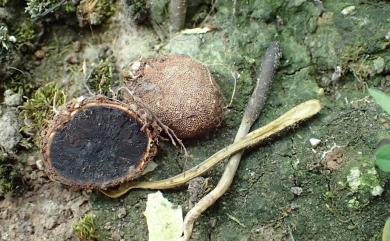 Elaphomyces granulatus Fr. 粗粒大團囊菌