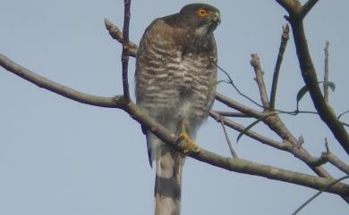 Accipiter virgatus fuscipectus Mees, 1970 松雀鷹(台灣特有亞種)