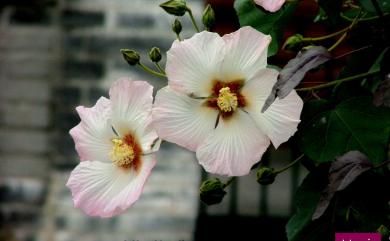 Hibiscus taiwanensis S.Y.Hu 山芙蓉