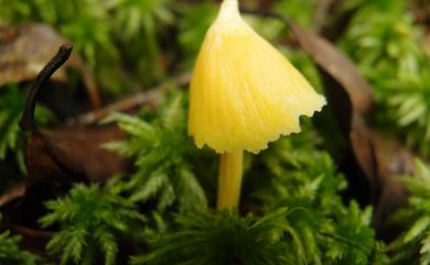 Entoloma murraii (Berk. & Curt.) Sacc. 尖頂粉褶菌