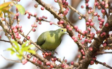 Treron formosae formosae Swinhoe, 1863 紅頭綠鳩(台灣亞種)