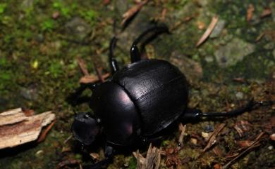 Paragymnopleurus ambiguus Janssens, 1943 臺灣側裸蜣螂