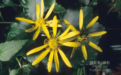 Farfugium japonicum var. formosanum (Hayata) Kitam. 臺灣山菊