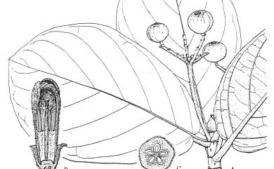 Guettarda speciosa L. 葛塔德木