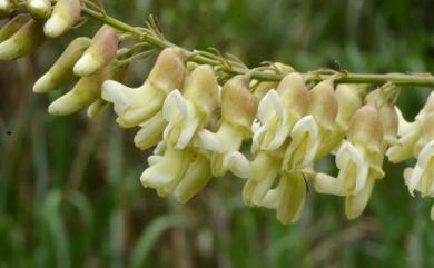 Sophora flavescens 苦參