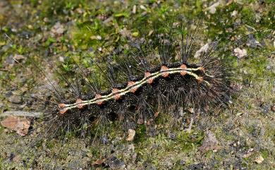 Cyana hamata hamata