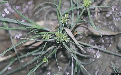 Cyperus pumilus L. 矮扁莎