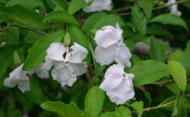 Brunfelsia uniflora (Pohl) D. Don 變色茉莉