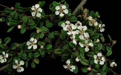 Cotoneaster morrisonensis Hayata 玉山舖地蜈蚣