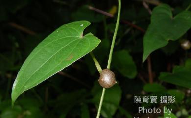 Dioscorea japonica var. pseudojaponica (Hayata) Yamam. 基隆野山藥