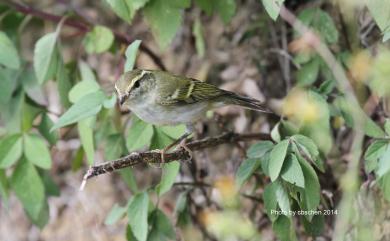 Phylloscopus inornatus (Blyth, 1842) 黃眉柳鶯